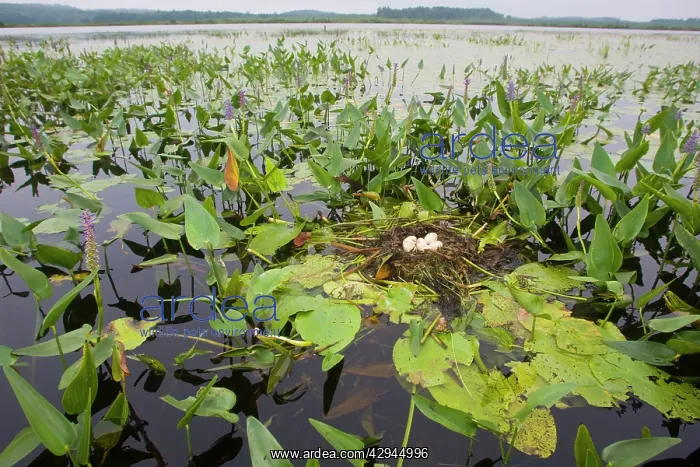 : Pied-billed Grebe nest with eggs : Pied-billed Grebe nest with eggs