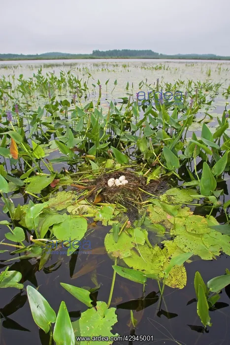 : Pied-billed Grebe nest with eggs : Pied-billed Grebe nest with eggs