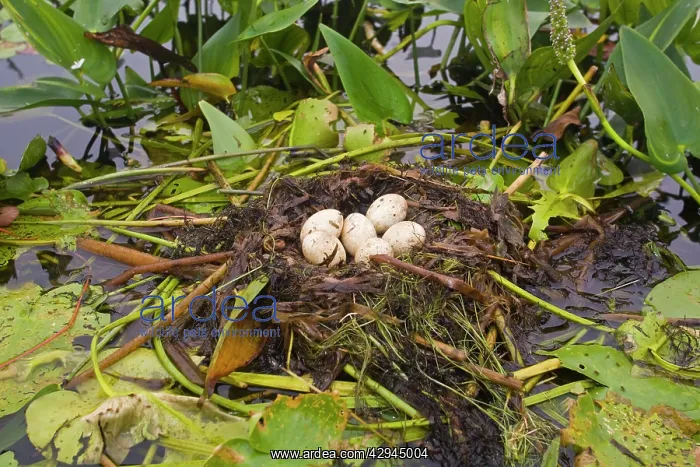 : Pied-billed Grebe nest with eggs : Pied-billed Grebe nest with eggs