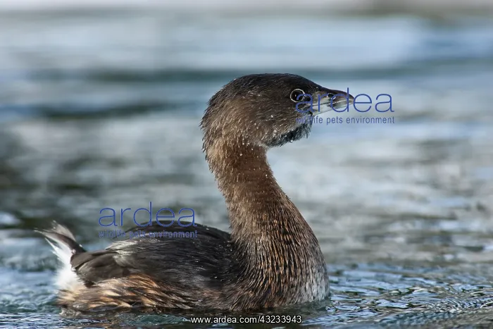 : A Pied-billed Grebe (Podilymbus podiceps) : A Pied-billed Grebe (Podilymbus podiceps)