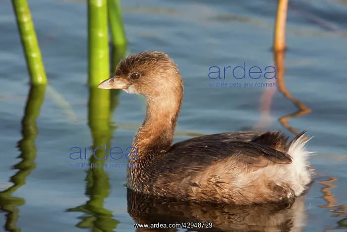 : Pied-billed Grebe - in winter : Pied-billed Grebe - in winter
