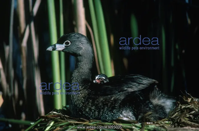 : Pied-billed Grebe with Young : Pied-billed Grebe with Young