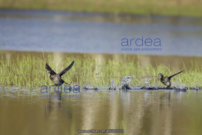 : Pied-Billed Grebes : Pied-Billed Grebes