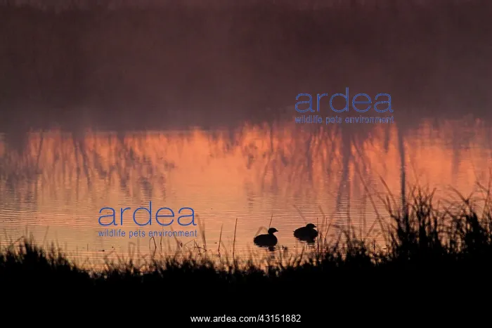 : Pied-Billed Grebes : Pied-Billed Grebes