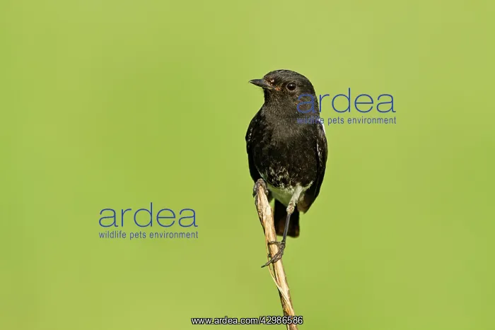 : Pied Bushchat. Corbett National Park, India : Pied Bushchat. Corbett National Park, India