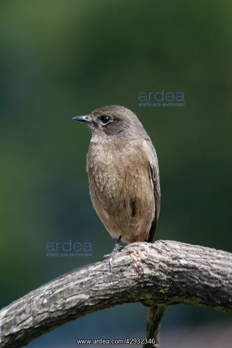: Pied Bushchat / Pied Bush Chat - Female, perched on branch : Pied Bushchat / Pied Bush Chat - Female, perched on branch