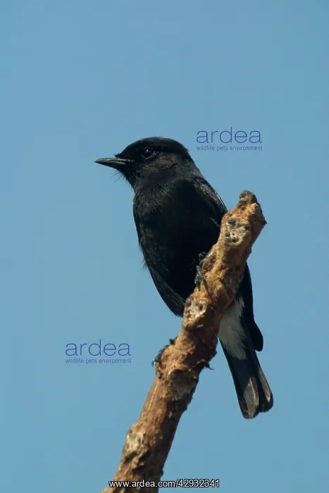 : Pied Bushchat / Pied Bush Chat- Male perched on branch : Pied Bushchat / Pied Bush Chat- Male perched on branch