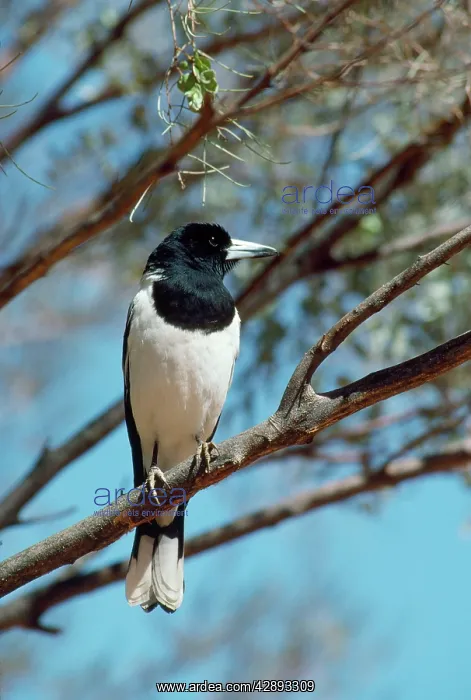: Pied Butcherbird : Pied Butcherbird