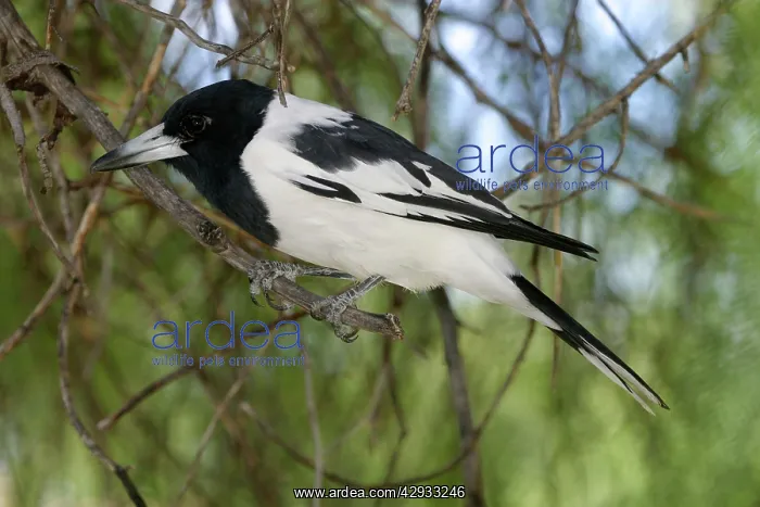 : Pied Butcherbird : Pied Butcherbird