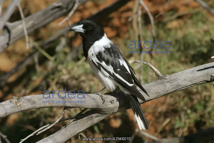 : Pied Butcherbird : Pied Butcherbird