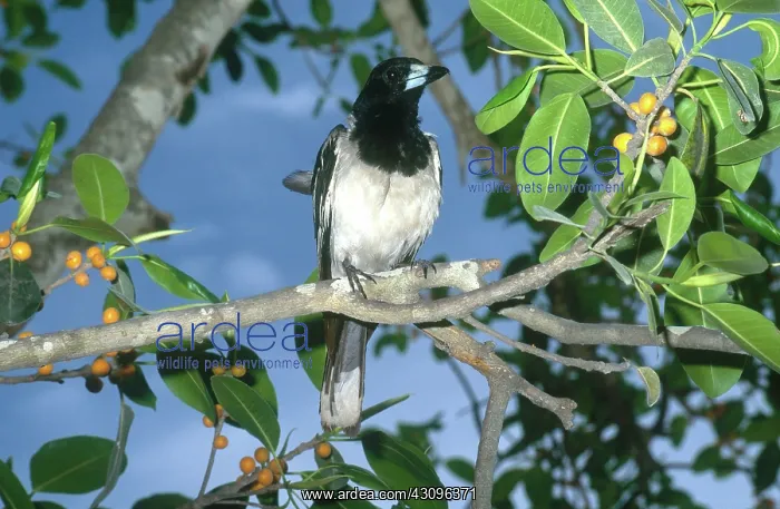 : Pied Butcherbird : Pied Butcherbird