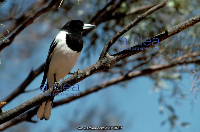 : Pied butcherbird (Cracticus nigrogularis) on branch : Pied butcherbird (Cracticus nigrogularis) on branch