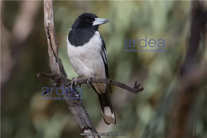 : Pied Butcherbird - On a dead branch - Alice Springs : Pied Butcherbird - On a dead branch - Alice Springs