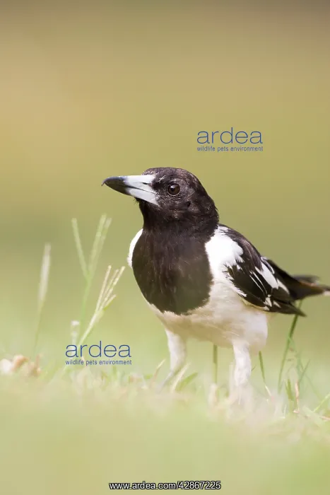 : Pied Butcherbird - Groundlevel image : Pied Butcherbird - Groundlevel image