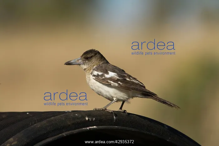 : Pied Butcherbird - immature : Pied Butcherbird - immature