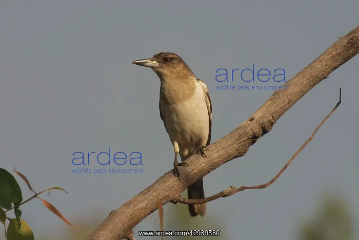 : Pied Butcherbird - Immature : Pied Butcherbird - Immature