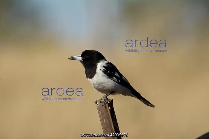  : Pied Butcherbird male