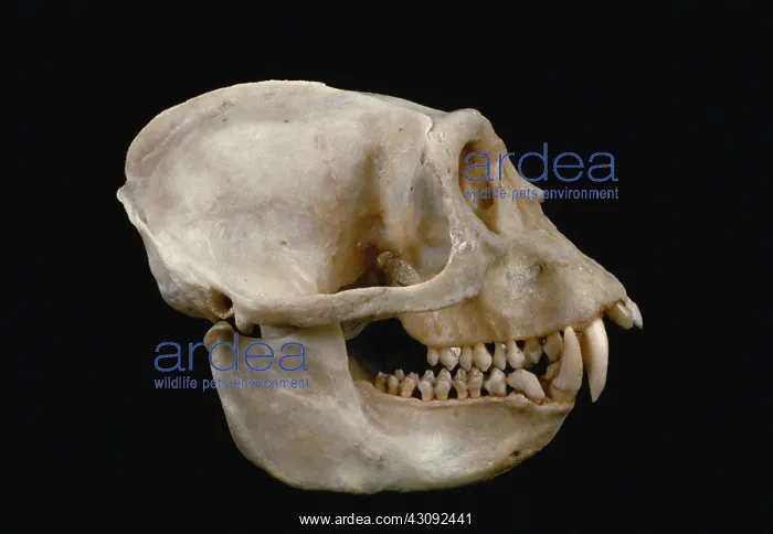 : Pied Colobus Monkey skull : Pied Colobus Monkey skull