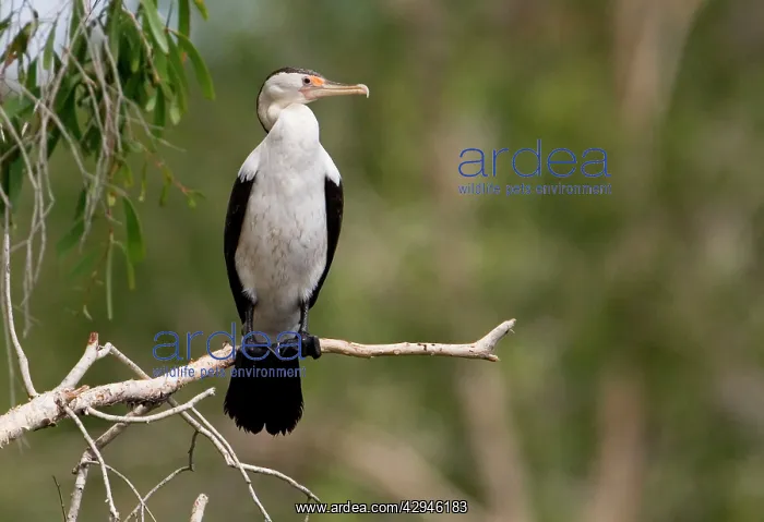 : Pied Cormorant : Pied Cormorant