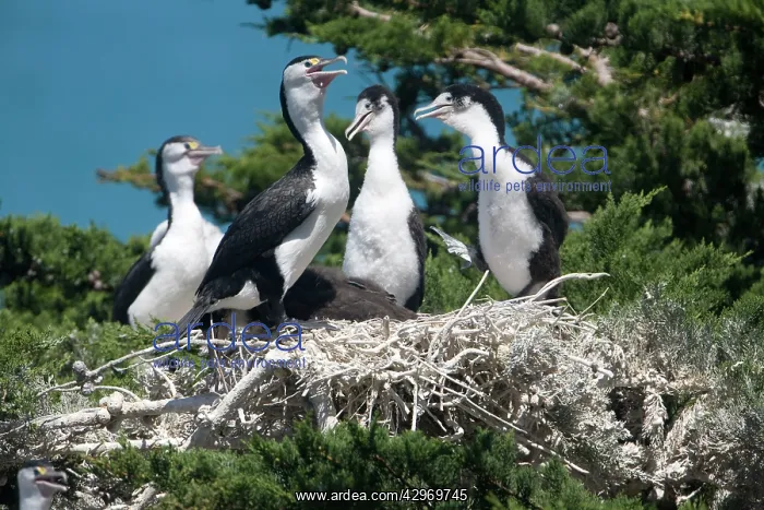 : Pied Cormorant : Pied Cormorant