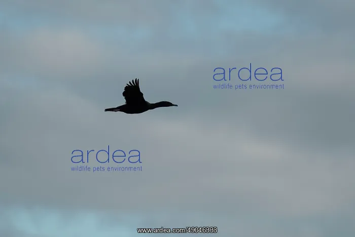 : Pied Cormorant in flight : Pied Cormorant in flight