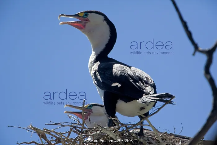 : Pied Cormorant - on nest : Pied Cormorant - on nest
