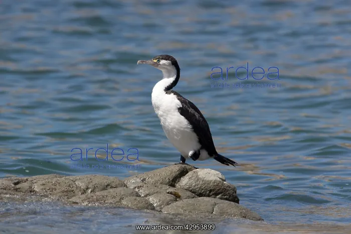 : Pied Cormorant - on a rock in the water : Pied Cormorant - on a rock in the water