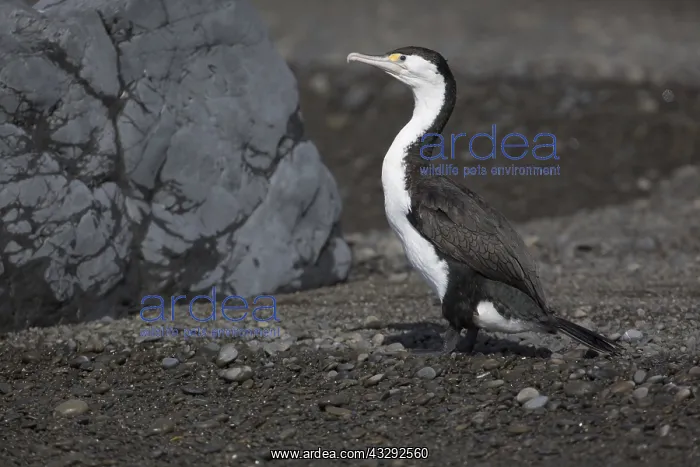 : Pied Cormorant - Standing on a beach at Kaikoura : Pied Cormorant - Standing on a beach at Kaikoura