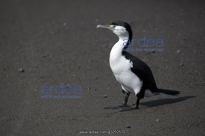 : Pied Cormorant - Standing on a beach at Kaikoura : Pied Cormorant - Standing on a beach at Kaikoura