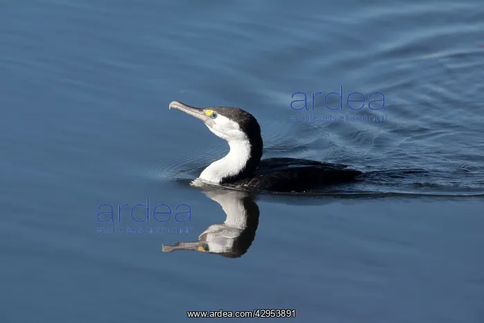 : Pied Cormorant - in a stream near Waikuku : Pied Cormorant - in a stream near Waikuku