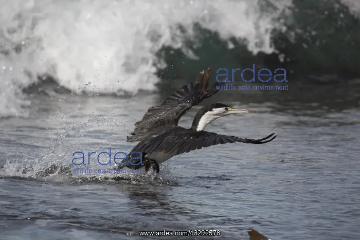 : Pied Cormorant - Taking off from a beach - at Kaikoura : Pied Cormorant - Taking off from a beach - at Kaikoura