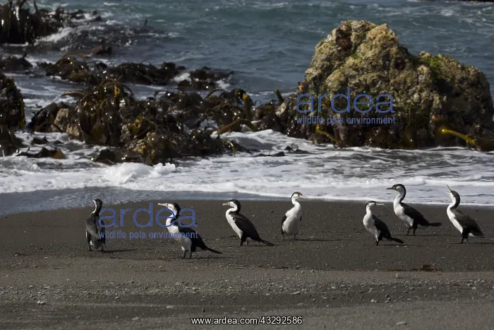 : Pied Cormorants - Standing on a beach at Kaikoura : Pied Cormorants - Standing on a beach at Kaikoura