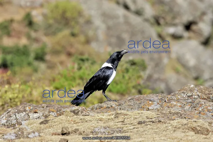: Pied Crow (Corvus albus). Simien mountains - Ethiopia : Pied Crow (Corvus albus). Simien mountains - Ethiopia