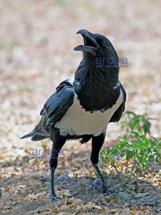 : Pied crow : Pied crow