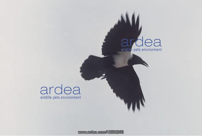 : PIED CROW : PIED CROW