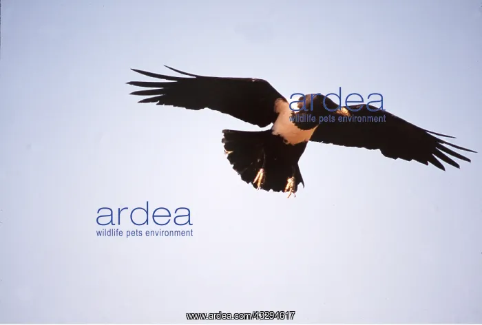 : PIED CROW - in flight : PIED CROW - in flight