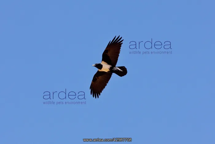 : Pied Crow - in flight. Namaqua Desert, Namaqualand : Pied Crow - in flight. Namaqua Desert, Namaqualand