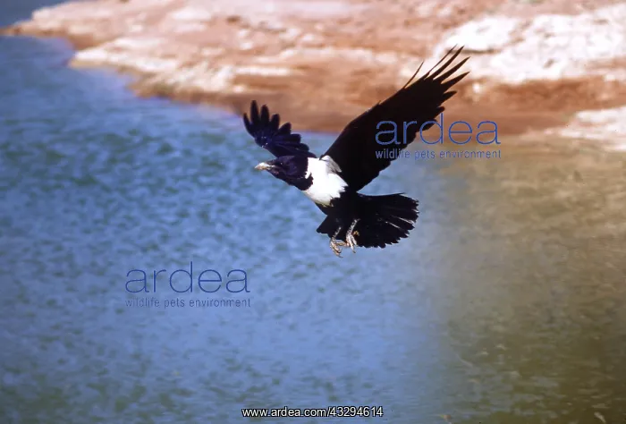  : PIED CROW - in flight, over water