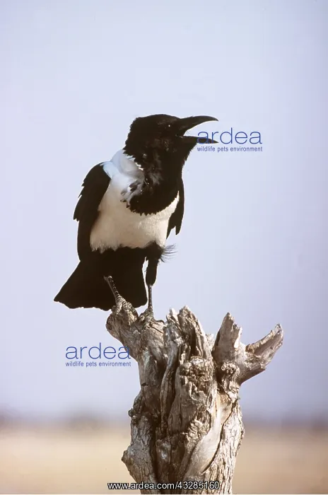 : Pied Crow - panting in desert heat : Pied Crow - panting in desert heat
