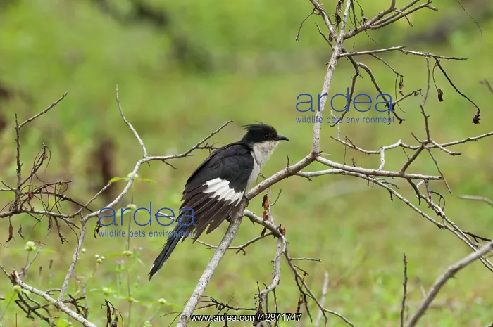 : Pied Cuckoo - perched among dead twigs - wing held down : Pied Cuckoo - perched among dead twigs - wing held down