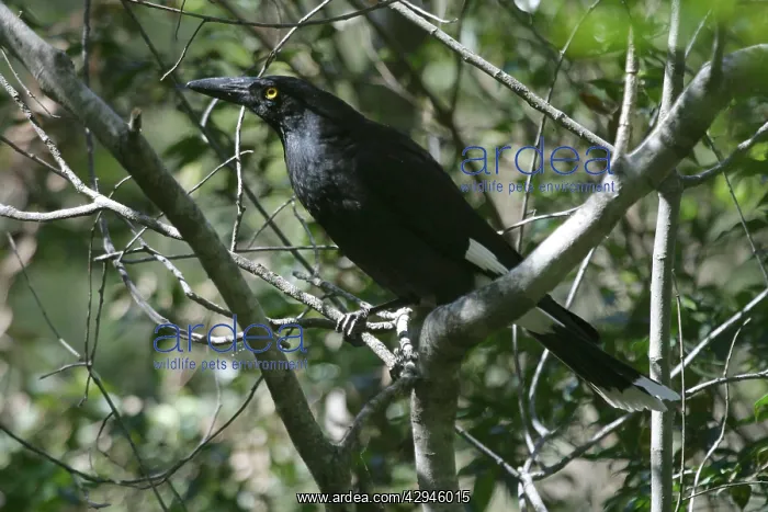 : Pied Currawong : Pied Currawong
