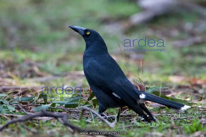 : Pied Currawong : Pied Currawong