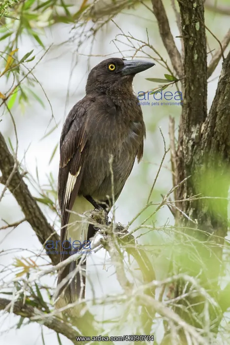 : Pied Currawong : Pied Currawong
