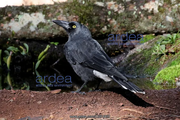  : Pied Currawong