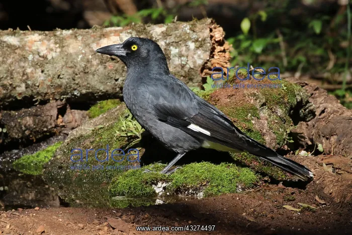  : Pied Currawong female