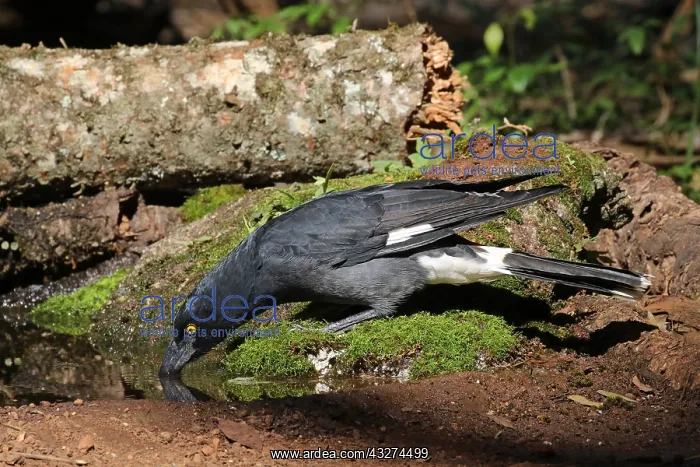  : Pied Currawong female
