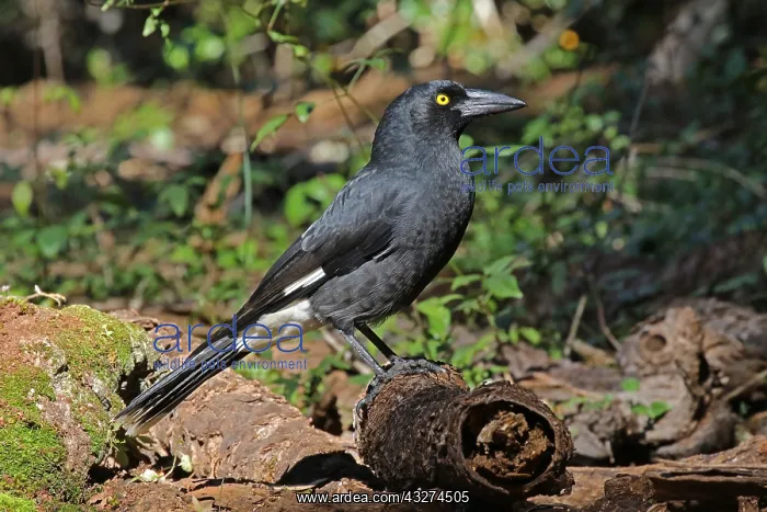  : Pied Currawong female