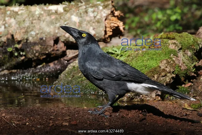  : Pied Currawong male