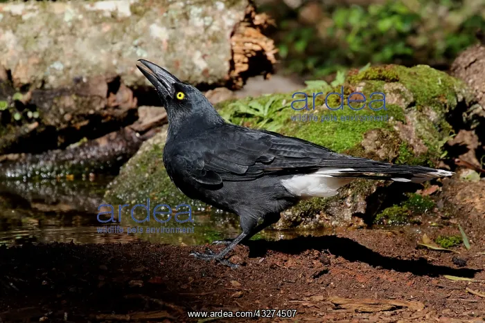  : Pied Currawong male