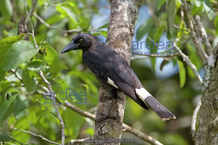 : Pied Currawong - perched in a persimmon tree : Pied Currawong - perched in a persimmon tree